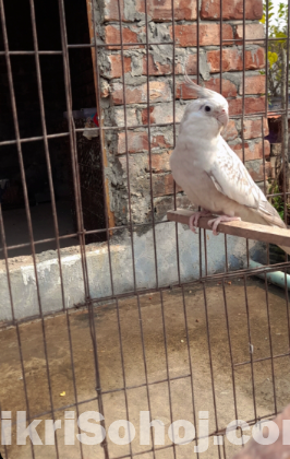 Cocktail bird